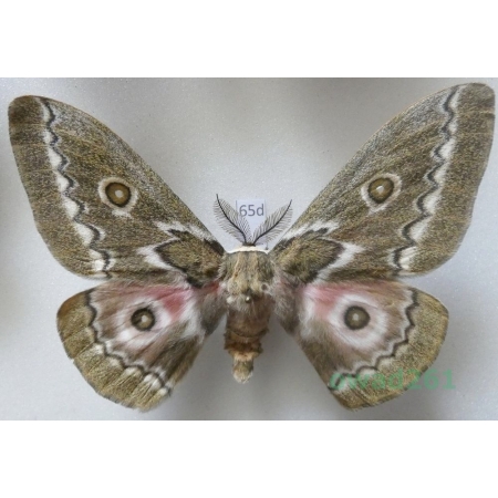 Gonimbrasia tyrrhea (Cramer, 1775) male ex. ovo South Africa 91mm65d